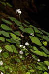 Mountain meadow-rue